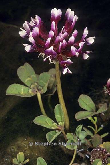 trifolium variegatum var major 1 graphic